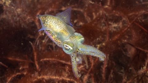 Little cuttlefish
