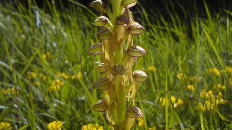 Man orchid Copper Hill