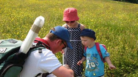 Wildflower meadow