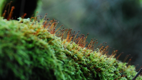 Moss