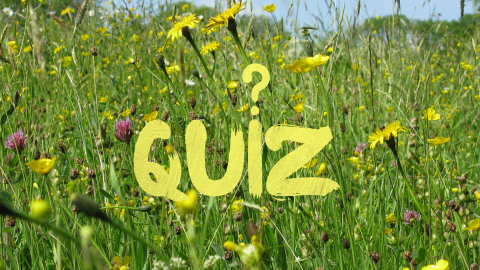 Quiz