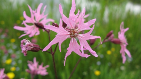 Ragged Robin
