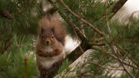 Red Squirrel