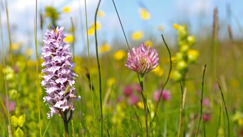 Spotted orchids
