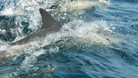 Common dolphin