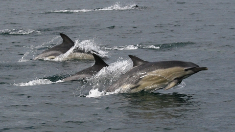 Common dolphins