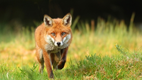 Fox