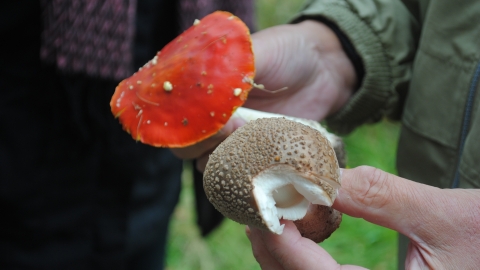 Fungus foray