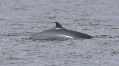 Minke whale