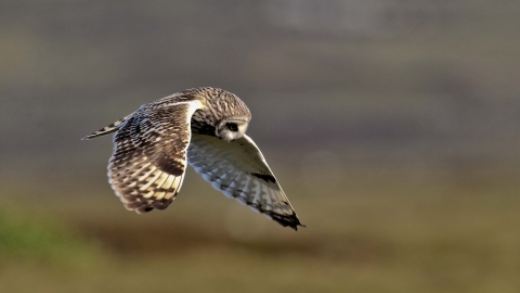 Short-eared owl