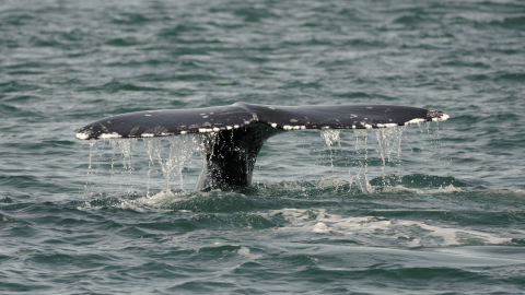 Whale