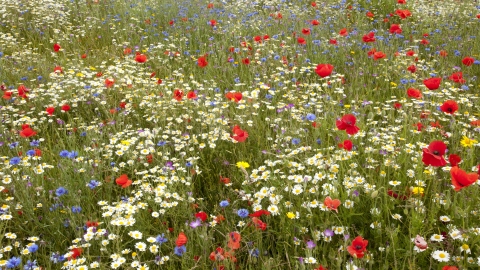 Wildflowers