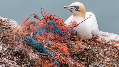 Plastic pollution