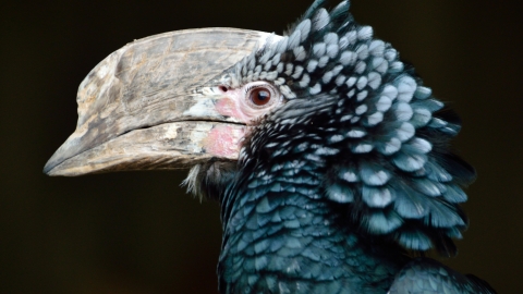 Silvery-cheeked hornbill