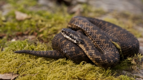 Adder