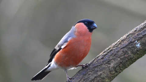 Bullfinch