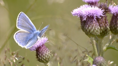 Common blue butterfly