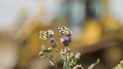 Marbled white butterfly