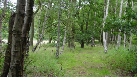 Langholme Wood