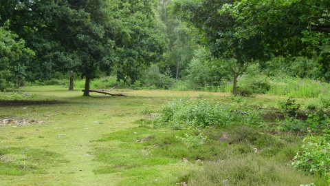 Langholme Wood