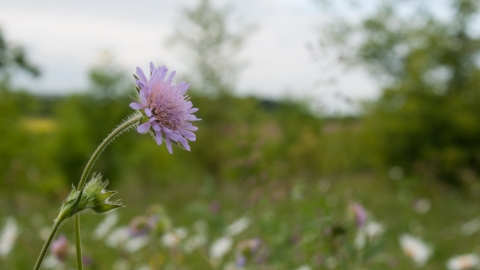 Field scabious