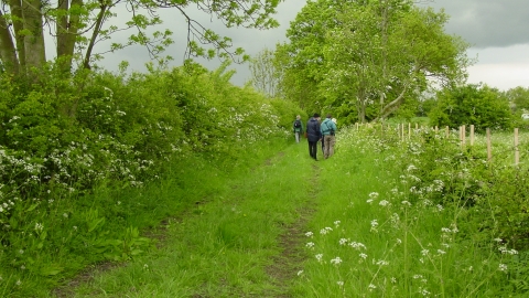 Kingerby Beck Meadow