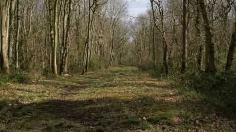 Legbourne Wood