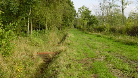 Muckton Wood