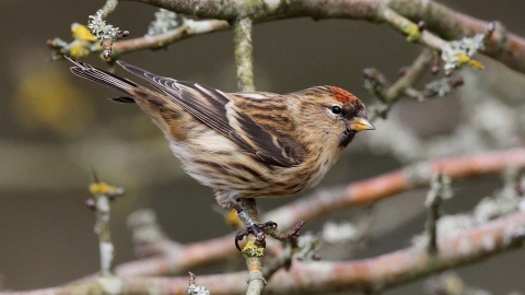 Lesser redpoll