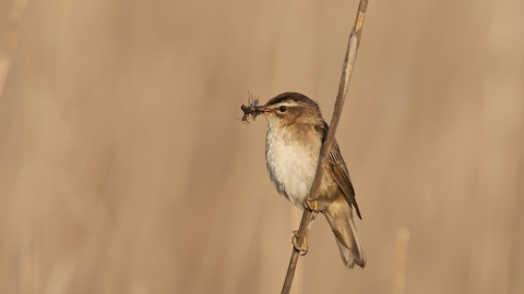Sedge Warbler