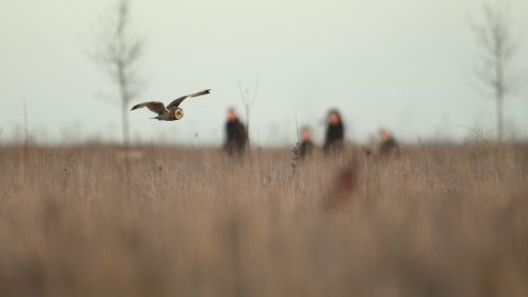 Short-eared owl