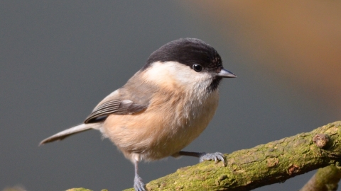 Willow tit
