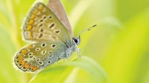 Common blue butterfly