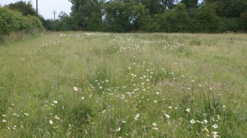 Farlesthorpe Field