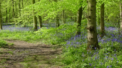 Rigsby Wood