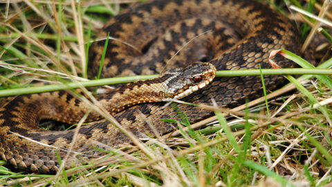Adder