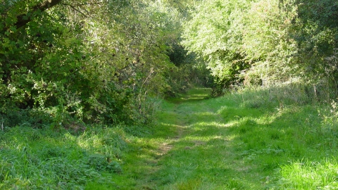 Thurlby Fen