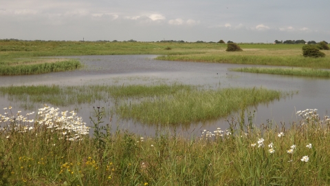 Wolla Bank Reedbed