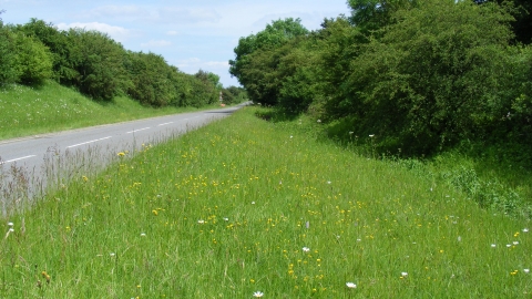 South Witham Verges