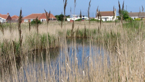 Sandlilands Pit