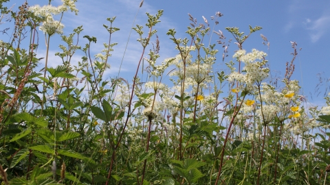 Spendluffe Meadows