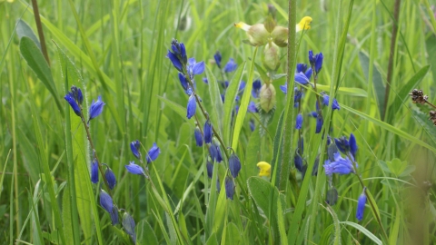 Willoughby Meadow