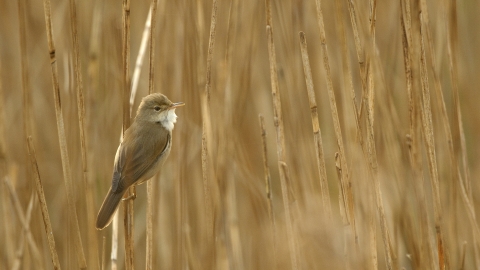 Reed warbler