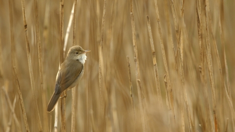 Reed warbler