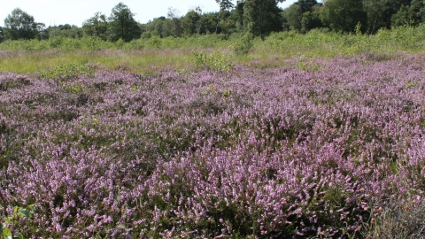 Scotton Common