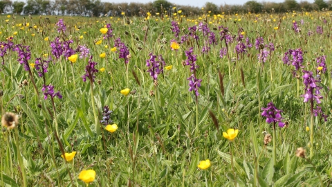 Spendluffe Meadows