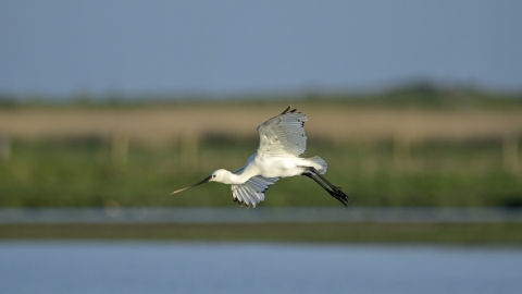 Spoonbill
