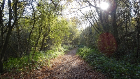 Willow Walk Whisby Nature Park