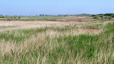 Wolla Bank Reedbed