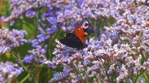 Donna Nook sea lavender